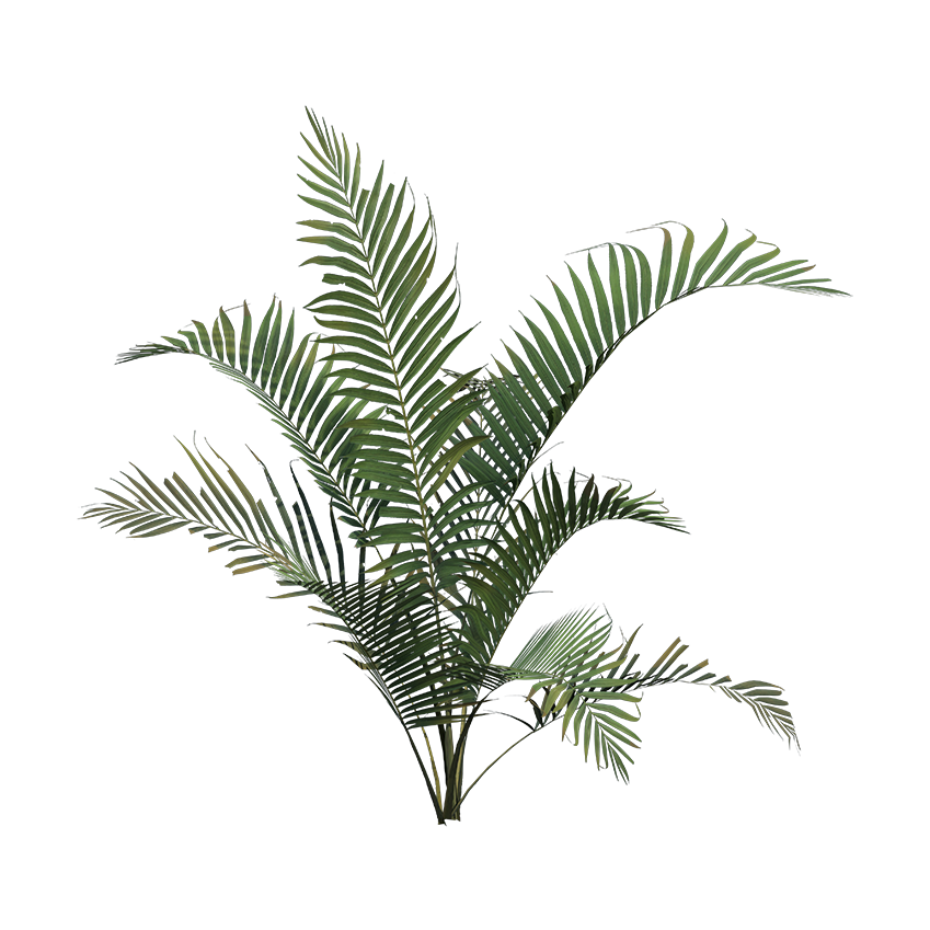 Dypsis lutescens - Areca Palm